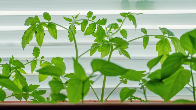 indoor plant on window